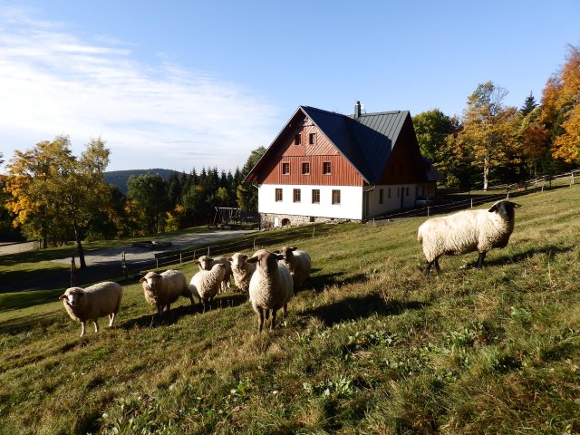 ovečky